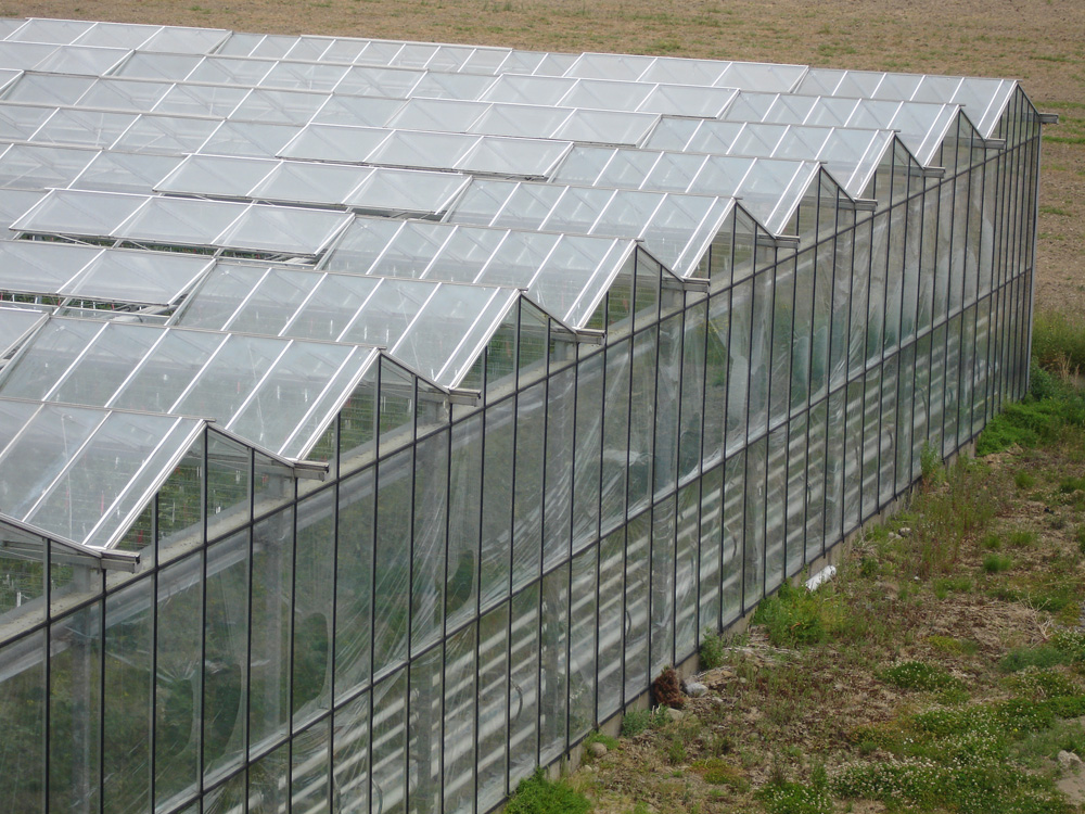 Gewächshaus von Kilbush Nurseries, Dublin