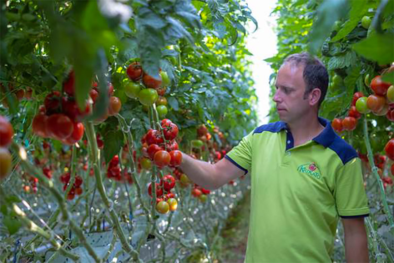 tomato production Krikato