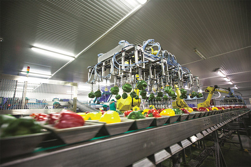 bell pepper sorting system at La Unión Corp.