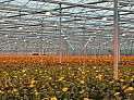 CHP Solutions for Greenhouses