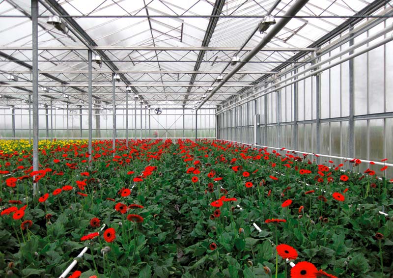Light, temperature and fertilization: these three factors make the use of decentralized heat and electricity by means of combined heat and power plants is an ideal fit for greenhouse cultivation