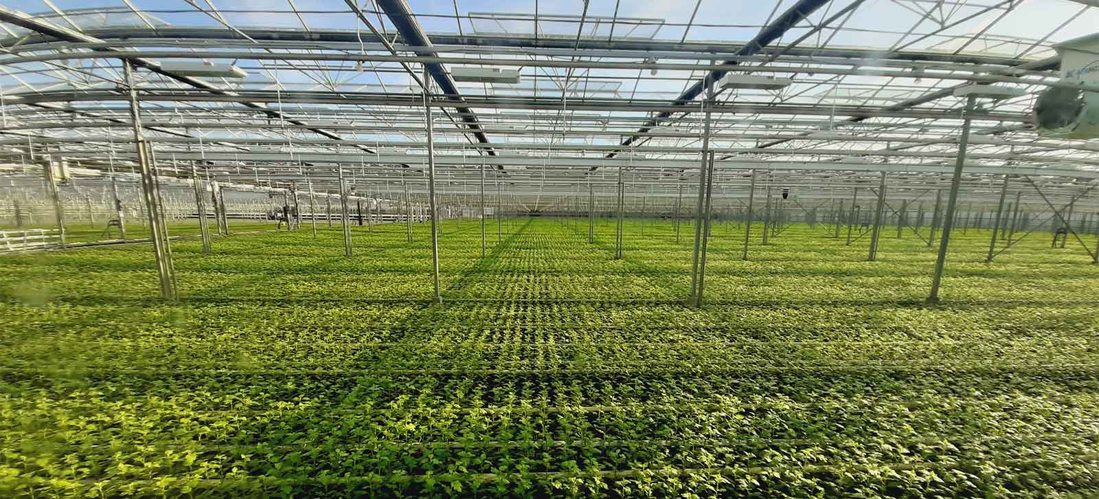 Die in dem Gewächshauskomplex herangezüchteten Chrysanthemen werden von dem MWM TCG 3016 V16 Gasmotor mittels Kraft-Wärme-Kopplung mit Strom, Wärme und Dünger versorgt. © MWM Benelux B.V. 